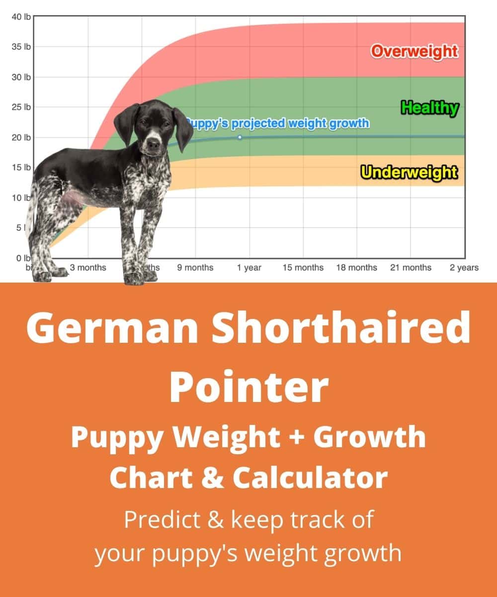 german-shorthaired-pointer Puppy Weight Growth Chart